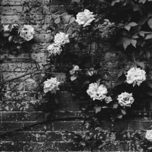 Photo Monochrome flowers