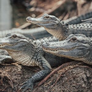 Photo Reptile mating