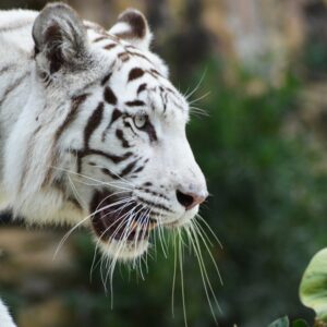 Photo White tiger